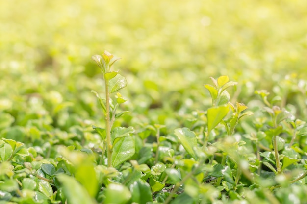 Primer de la hoja verde en fondo borroso en jardín