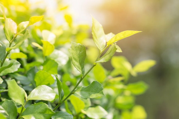 Primer de la hoja verde en fondo borroso en jardín