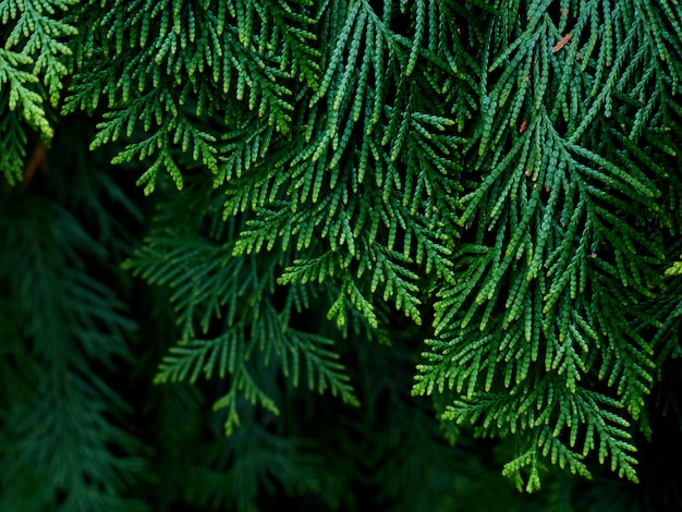 Primer de las hojas verdes del thuja.