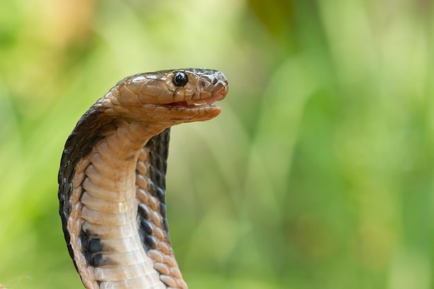 Primer jefe de Naja sputatrix javan cobra