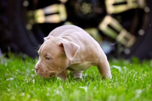 Primer joven del bulli americano de la raza del perro. Cachorro Bull, hermosos perritos corriendo por la hierba verde. Césped cortado