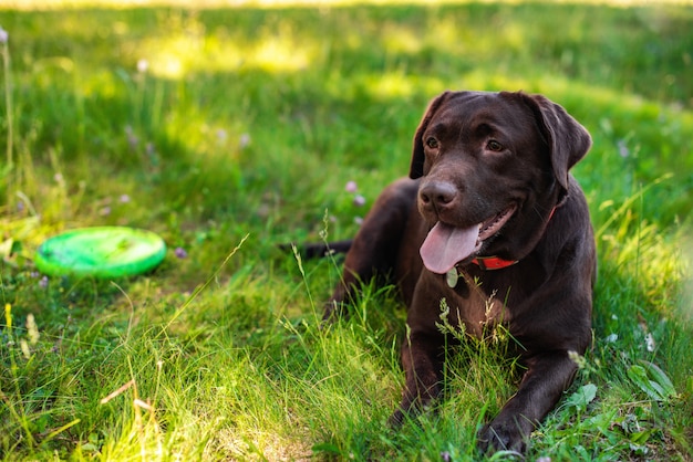 Primer labrador que miente durante resto en el césped verde