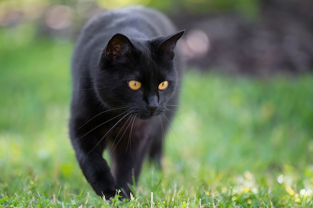 Primer lindo del gato negro que camina