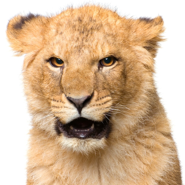 Primer en un Lion Cub (siete meses) aislado.