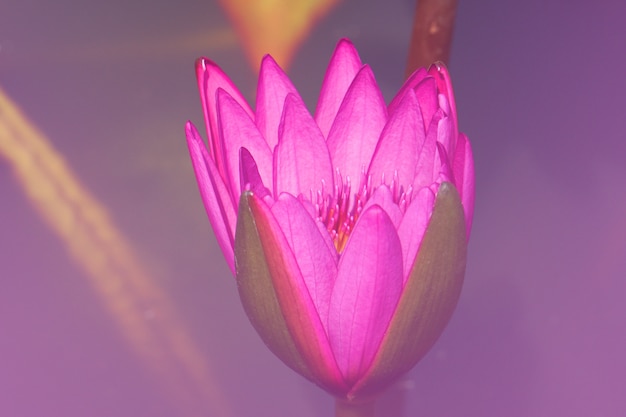 Primer lirio de agua rosado fresco de Nymphaea o Lotus Bud Flower rosada.