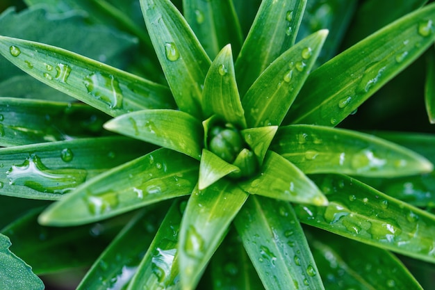 Primer del lirio, gotas de rocío en las hojas, fondo verde natural