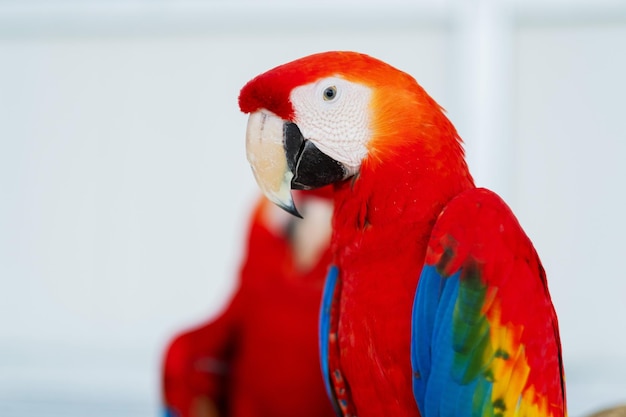 Primer loro con desenfoque de fondo naturaleza pájaro guacamayo