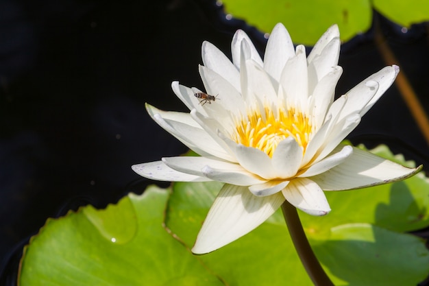 Primer loto flor, lirio de agua