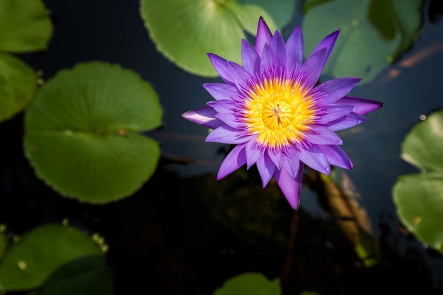 Primer del loto o flor waterlily en el estanque en el día soleado.