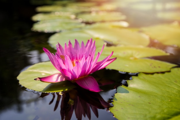 Primer del loto o flor waterlily en el estanque en el día soleado.