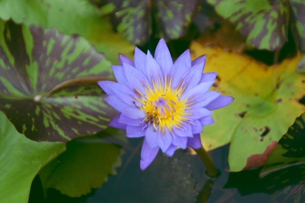 Primer loto violeta y hojas de loto en el estanque de agua