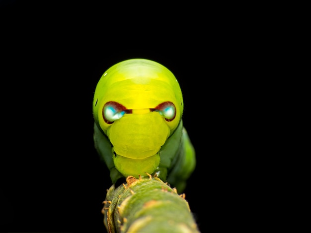 Primer macro estupendo de la mariposa de Caterpillar en un fondo negro