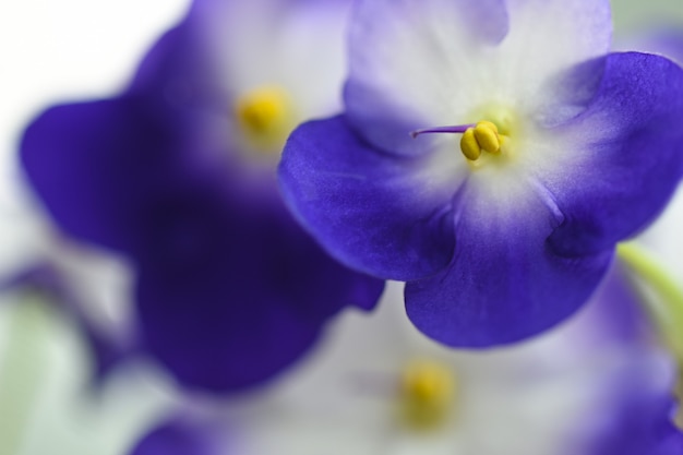 Primer macro de la flor violeta en un fondo ligero