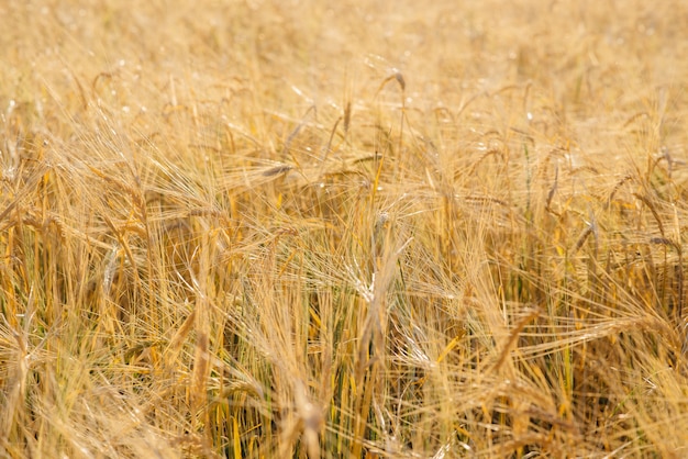 Primer maduro de las espiguillas del trigo que crece en el campo. Industria agricola