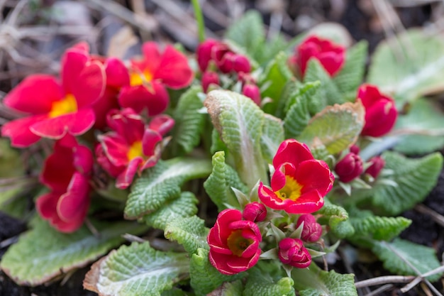 Primer manojo de flores de primavera de prímula rosa o primula en el jardín sobre fondo verde