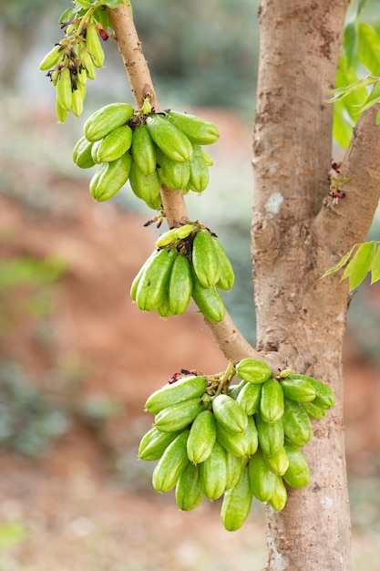 Primer manojo de fruta bilimbi en árbol en la granja