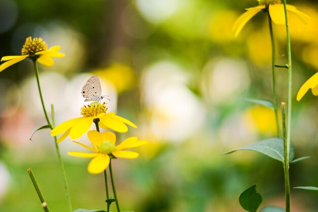 Primer mariposa en flor amarilla