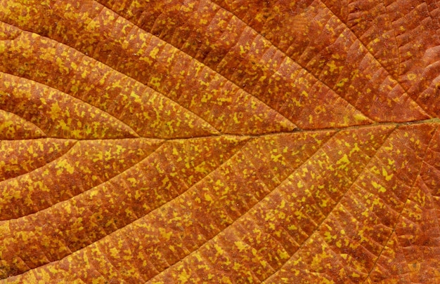 Primer marrón colorido de la hoja del otoño