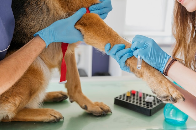 Primer médico haciendo perro una inyección