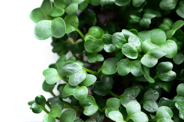 Primer microgreen del rábano