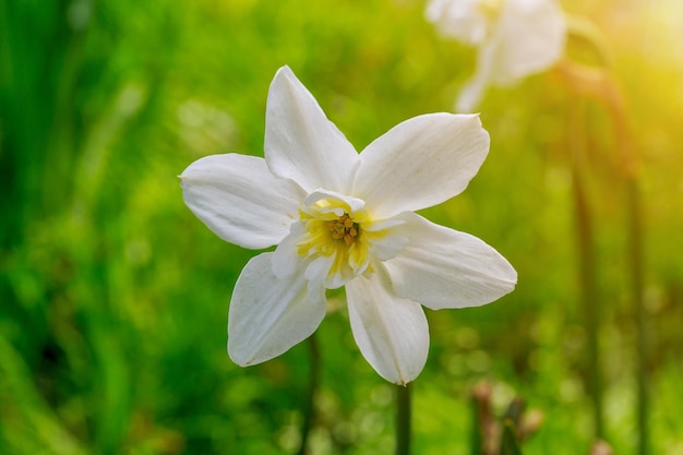 El primer narciso de flores de primavera en un día soleado en el jardín