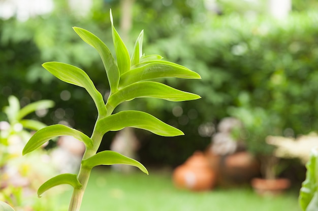 Primer de la orquídea con el fondo borroso jardín natural verde.