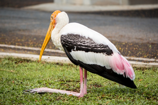 Primer del pájaro pintado de la cigüeña.