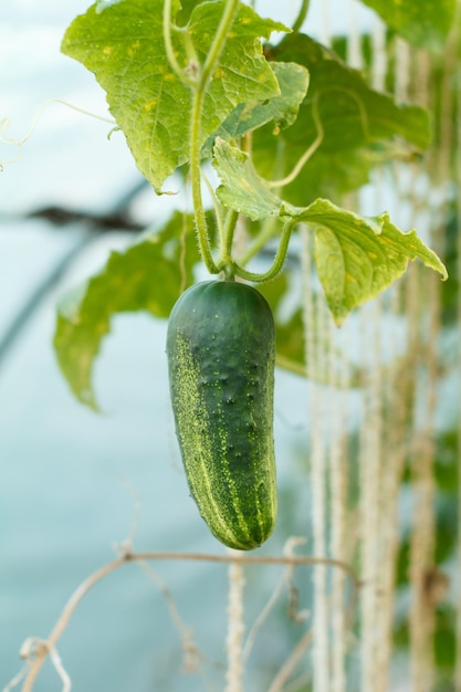 Primer pepino maduro fresco que crece en invernadero