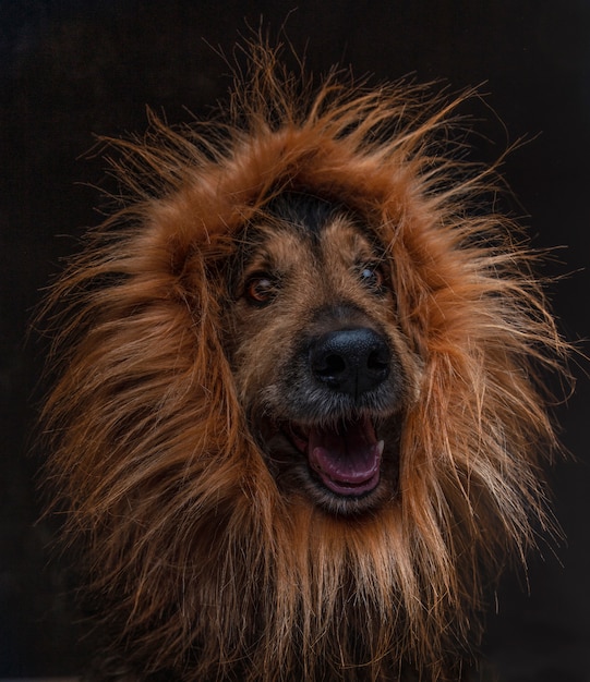 Primer del perro divertido del híbrido con la peluca del león en fondo negro. Imagen aislada