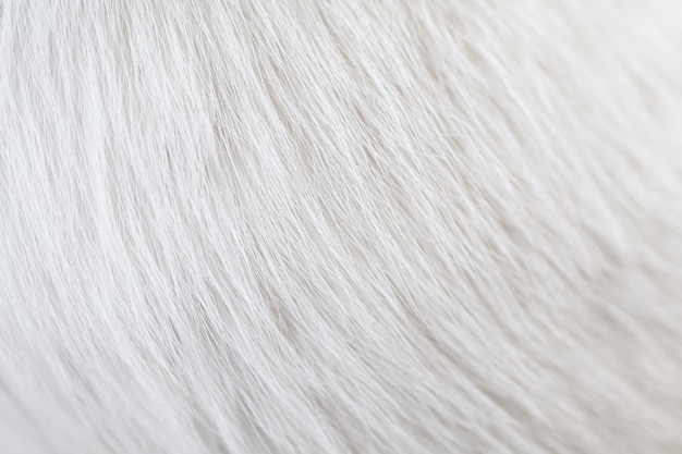 Primer de la piel del pelo blanco del gato de la textura. Utilizando como fondo de pantalla o fondo.