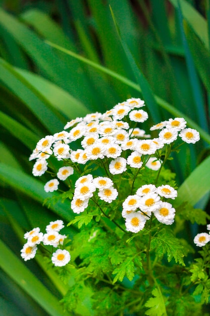 Primer del piretro floreciente. El piretro contiene piretrina utilizada como insecticida natural.