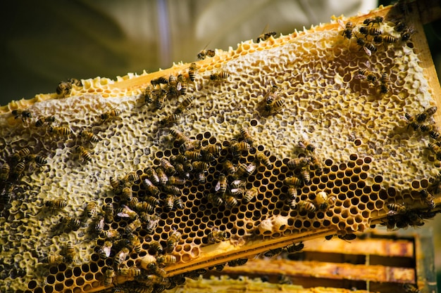 Foto primer plano de una abeja en el agua