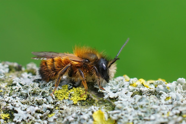 Primer plano de una abeja albañil roja macho y (Osmia rufa) sobre madera cubierta de líquenes