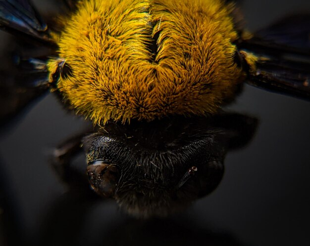 Primer plano de una abeja amarilla y negra en un fondo de tablero negro