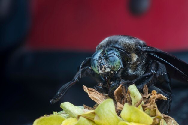 primer plano de abeja carpintera