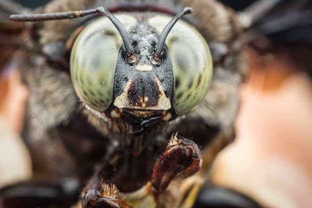 Foto primer plano de abeja carpintera