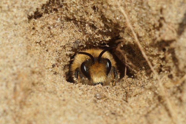 Primer plano de una abeja de celofán temprana macho, Colletes cunicularius, saliendo del nido subterráneo en un suelo arenoso