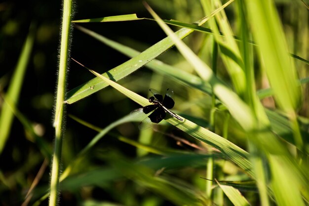 Foto primer plano de una abeja en el césped