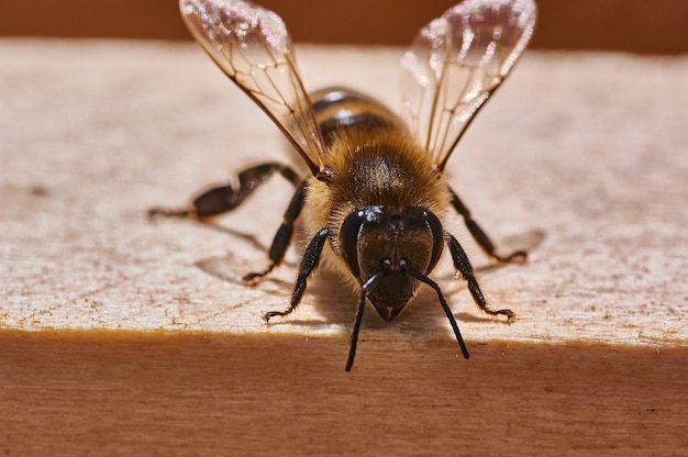 Primer plano de la abeja en colmena