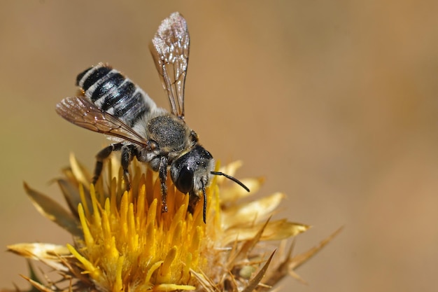 Primer plano de abeja cortadora de hojas en flor amarilla