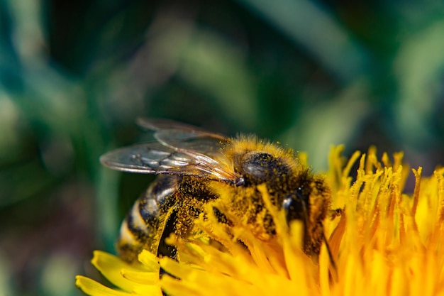 Primer plano de una abeja en una flor amarilla con vegetación en el fondo