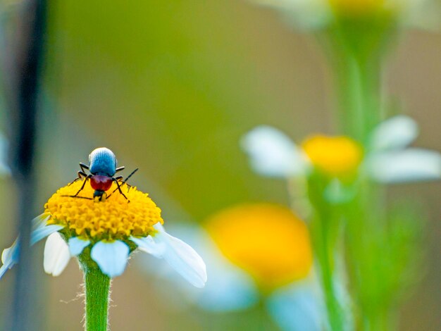 Primer plano de una abeja en una flor amarilla