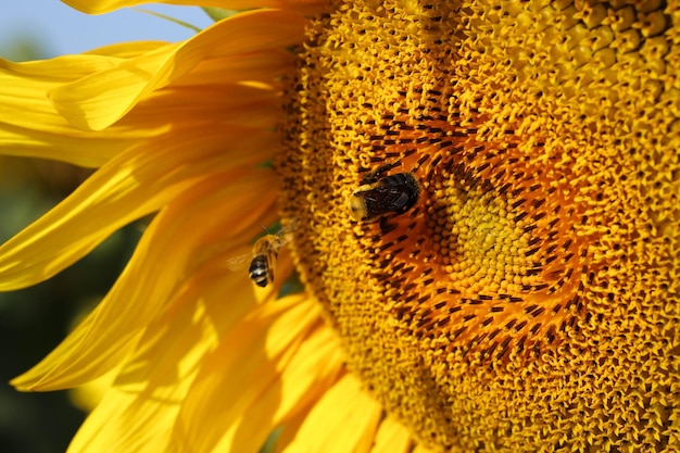 Primer plano de una abeja en una flor amarilla