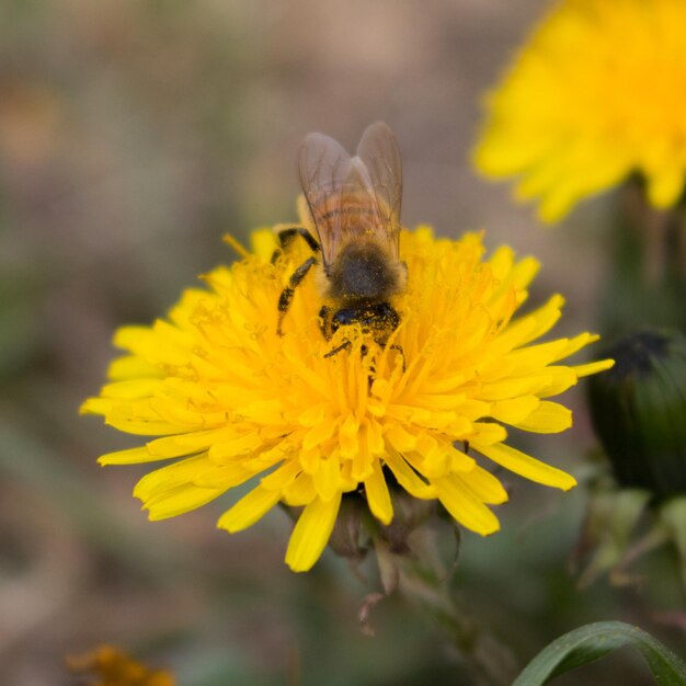 Foto primer plano de una abeja en una flor amarilla