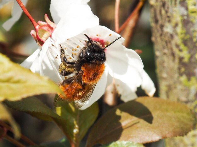 Foto primer plano de una abeja en una flor blanca