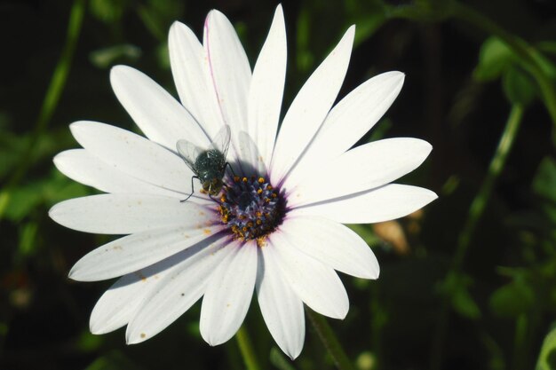 Primer plano de una abeja en una flor blanca