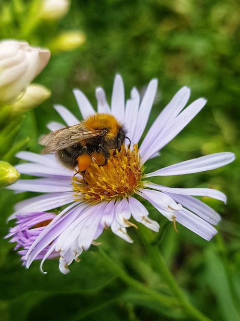 Primer plano de una abeja en flor morada