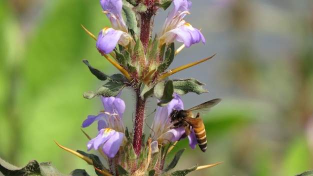 Foto primer plano de una abeja en una flor púrpura