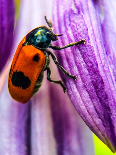 Foto primer plano de una abeja en una flor púrpura