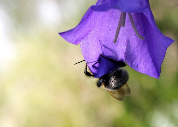 Foto primer plano de una abeja en una flor púrpura